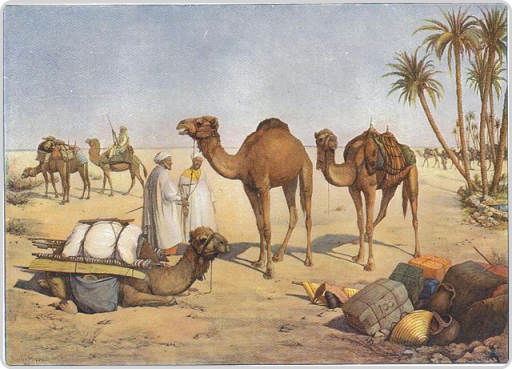 Köstliche Kamele